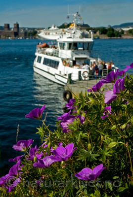 BB 05 0142 / Geranium sanguineum / Blodstorkenebb